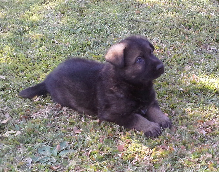 2014 litter Chief & Havok